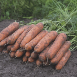 Marchew Nairobi F1 100 tyś nasion precyzja st